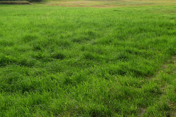 Grünes Feld, Grüne Wiese am Waldesrand