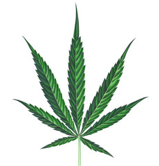 Naklejka na ściany i meble Cannabis leaf isolated on white background. Watercolor illustration.