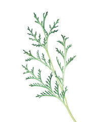 Thuja branch isolated on white background. Watercolor illustration.