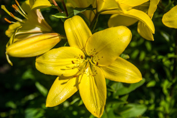 beautiful lilies grow in the garden