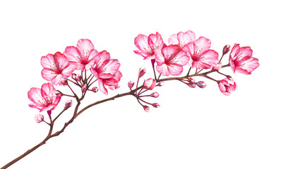 Cherry blossom flowers isolated on white background. Watercolor illustration.