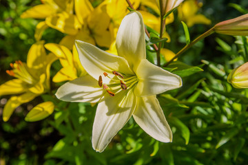 beautiful lilies grow in the garden