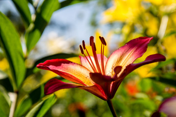 beautiful lilies grow in the garden