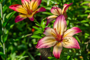 beautiful lilies grow in the garden