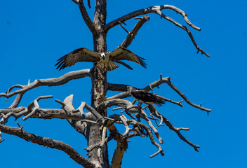 Osprey landing