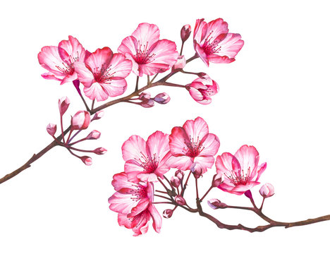 Cherry blossom flowers isolated on white background. Watercolor illustration.