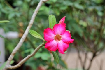 pink flower in garden