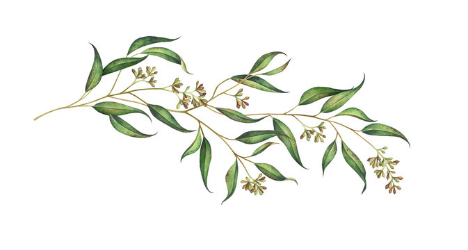 Eucalyptus branch with seeds isolated on white. Watercolor illustration.