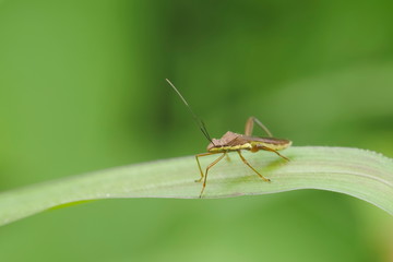 a Nysius insect, Seed bugs, ground bugs (Lygaeidea) resting on green leaf with green nature blurred background, 