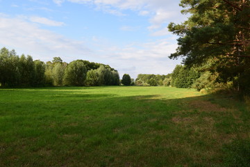Fototapeta premium Schöne Landschaft und Natur des Waldes