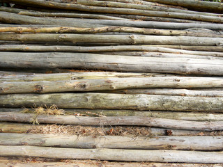 background of dry twigs as a backdrop