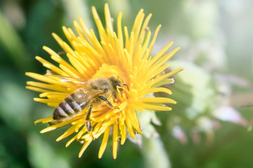 daylight. bee closeup on dandelion. have toning. shallow depth of cut