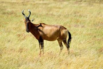 Hartebeest in Etosha