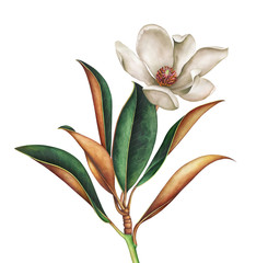 Magnolia branch with white flower. Hand drawn watercolor illustration. - obrazy, fototapety, plakaty