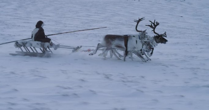 Closeup running fast reindeers and man on a sleigh in the middle of Arctic beautiful capturing video