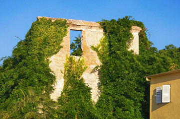 Fototapeta premium Summer of ruined building. Wall of abandoned house overgrown with green ivy on a sunny day. Montenegro