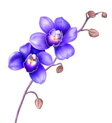 Fototapeta na wymiar Orchid flowers isolated on white. Watercolor hand drawn illustration.