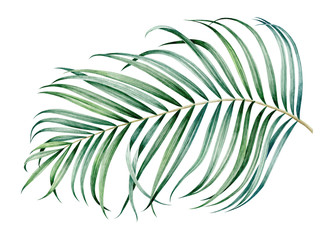 Tropical palm branch isolated on white. Watercolor hand drawn illustration.