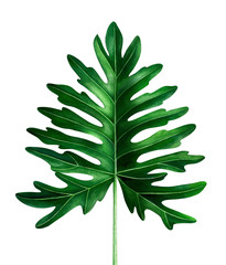 Watercolor tropical leaf isolated on white. Hand drawn Botanical illustration.