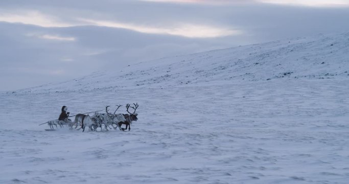 Beautiful view of group of reindeers running fast through the snow field with a man on a sleigh