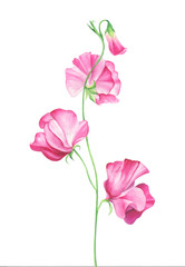 Watercolor sweet pea flowers on white background