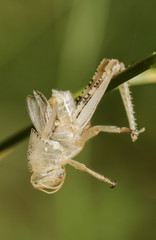 Tegument after moulting when growing Anacridium aegyptium just after emerging as it grows stuck on a twig