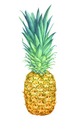 Watercolor pineapple isolated on white background.