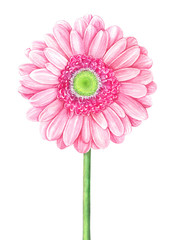 Pink watercolor gerbera on white background