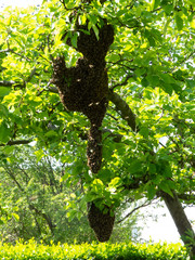 Swarm of wild bees hanging in tree