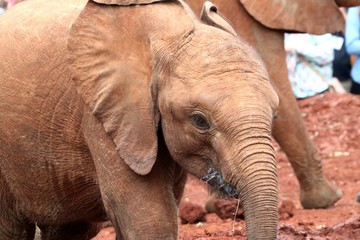 Fototapeta na wymiar Baby Elephant