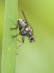 Diptera or flies perched on green vegetation in a humid place