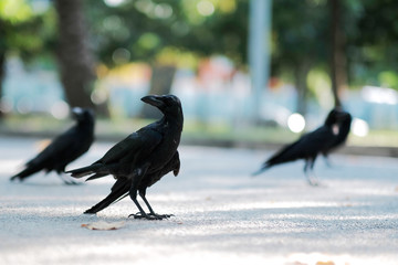 Crow is looking for food on the street.