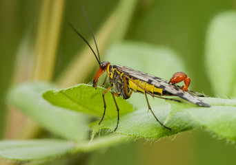 Panorpa meridionalis fly scorpion peculiar insect of threatening aspect and intense yellow color but inoffensive