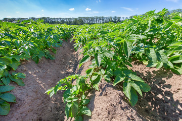 Fototapeta na wymiar European landscape with potato field