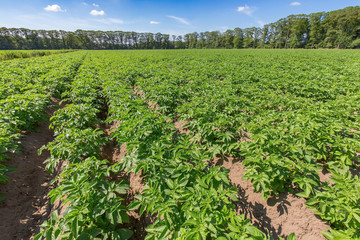 Landscape with potato plants in dutch potato field