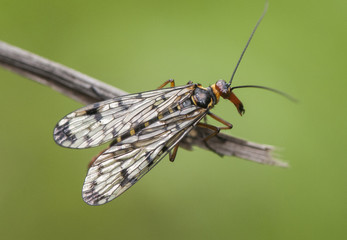 Panorpa meridionalis fly scorpion peculiar insect of threatening aspect and intense yellow color but inoffensive