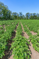 Fototapeta na wymiar Potato field with rows of potato plants in Holland