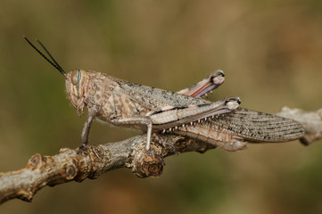 Anacridium aegyptium Egyptian locust large grasshopper just after emerging at its last stage of development with still pale colors waiting to harden its cuticle