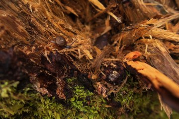 Small snail on shredded tree in the forest