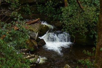 Cascading mountain stream in Great Smoky Mountains National Park