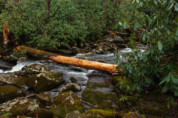 Cascading mountain stream in Great Smoky Mountains National Park
