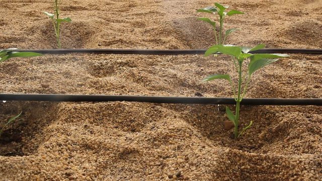 riego por goteo de pl&aacute;ntulas de pimiento en suelo enarenado