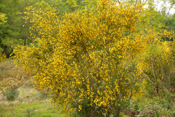 Fototapeta premium Arbuste , genêts à balai .