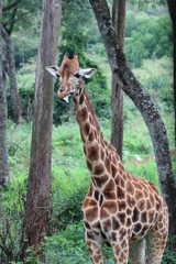 Rothschild's Giraffe in Forest - Torso