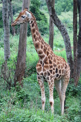 Rothschild's Giraffe in Forest - Full Body