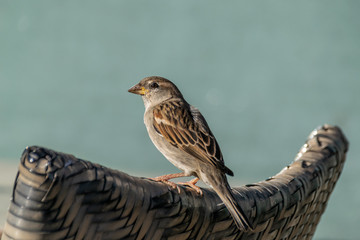 House sparrow (Passer domesticus) perched on a garden wicker chair in Agadir, Morocco