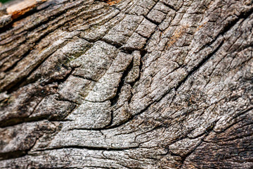 Cracked tree wood structure outdoors in the forest