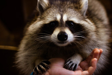 raccoon in front of a background