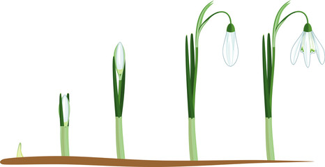 Life cycle of Galanthus nivalis or Common snowdrop. Stages of growth from sprout to flowering plant with green leaves and white flower isolated on white background