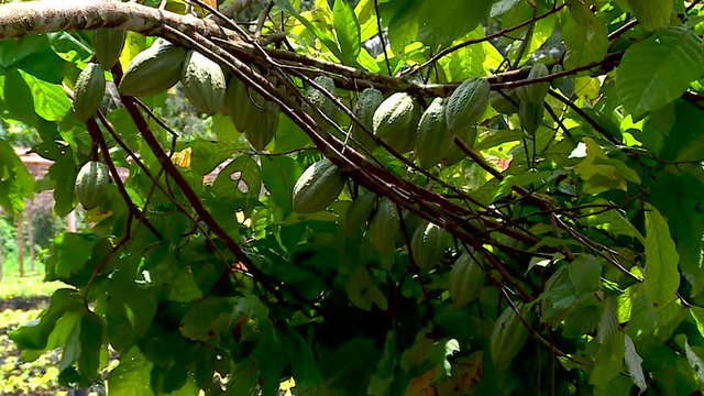 Cocoa pods growing on lush green tree. Tilt down revealing more fruit. Ivory Coast, Ghana, Cameroon, Nigeria, Brazil
